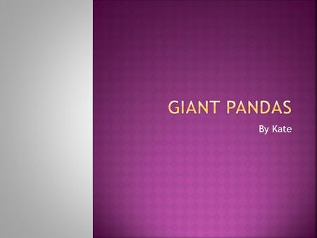 By Kate. Giant pandas have an extremely strict energy budget. They travel little and are usually foraging when they do move. Giant pandas can spend 10-