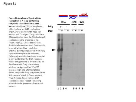 Figure S1 Figure S1. Analysis of in vitro DNA replication in R-loop-containing templates treated with HeLa cell extract. (CAG) 79 (CTG) 79 templates, which.