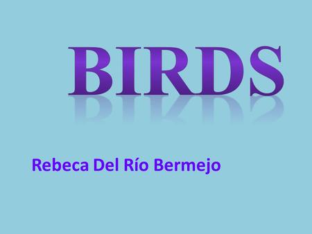 BIRDS Rebeca Del Río Bermejo.