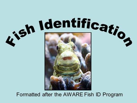 Formatted after the AWARE Fish ID Program. Butterflyfish Family (Chaetondontidae)