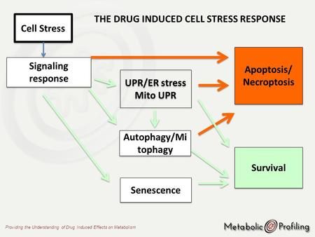 Providing the Understanding of Drug Induced Effects on Metabolism Cell Stress Signaling response UPR/ER stress Mito UPR UPR/ER stress Mito UPR Autophagy/Mi.
