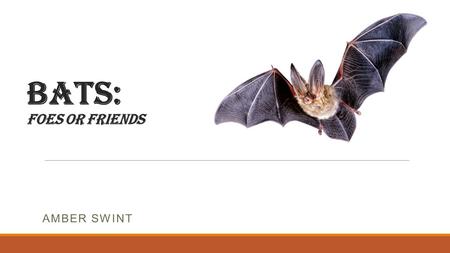 Bats: Foes or Friends AMBER SWINT. Why are bats important? Most people would automatically answer this question simply, “because they eat insects”. But.