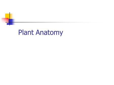 Plant Anatomy. Definitions Anatomy Study of form and basic organization. Morphology Study of tissue organization. Physiology Study of normal organism.