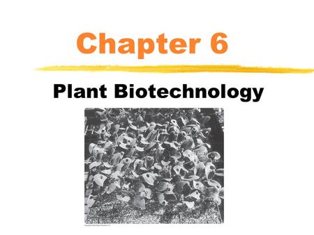 Chapter 6 Plant Biotechnology. Plant Structure CO 2 + H 2 O →C 6 H 12 O 6 + O 2 Plant Structure.