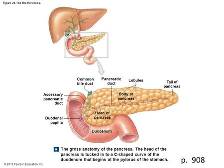 Figure 24-18a The Pancreas. Common bile duct Pancreatic duct Lobules