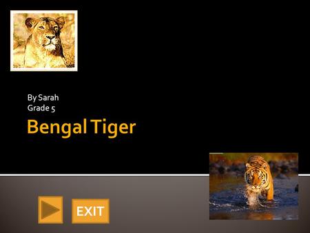 By Sarah Grade 5 EXIT. The Bengal tiger, panthera Tigris is a large, striped cat from India and some range through Nepal, Bangladesh, Bhutan, and Myanmar.