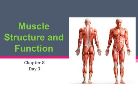 Muscle Structure and Function Chapter 8 Day 3. Review Questions : What chemical exposes the binding site for actin and myosin? Calcium What is the source.