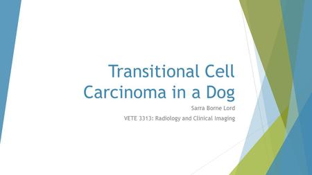 Transitional Cell Carcinoma in a Dog Sarra Borne Lord VETE 3313: Radiology and Clinical Imaging.