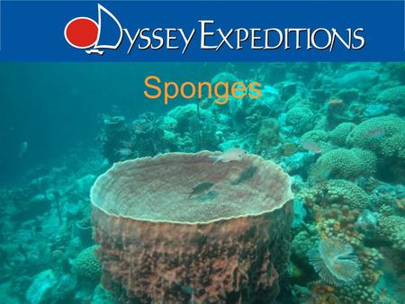 1 Odyssey Expeditions - Sponges Sponges. 2 Odyssey Expeditions - Sponges Introduction Phylum Porifera “pore bearer” Aquatic and mostly marine Sessile.
