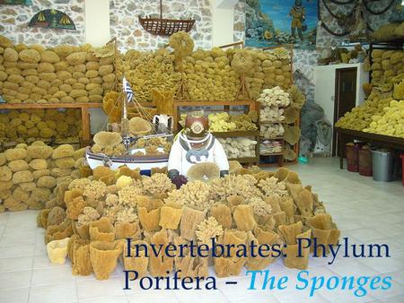 Invertebrates: Phylum Porifera – The Sponges. Introduction to Kingdom: Animalia The ocean is where life is thought to have once evolved. And of that life,