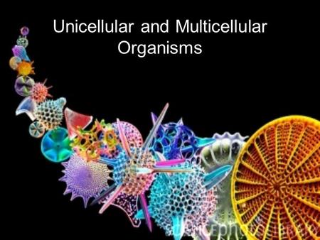 Unicellular and Multicellular Organisms. Unicellular Organisms  Unicellular organism are one celled living things.  Algae are one celled organisms that.