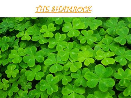 THE SHAMROCK. The shamrock is undoubtedly the most identifiable symbol of Ireland.