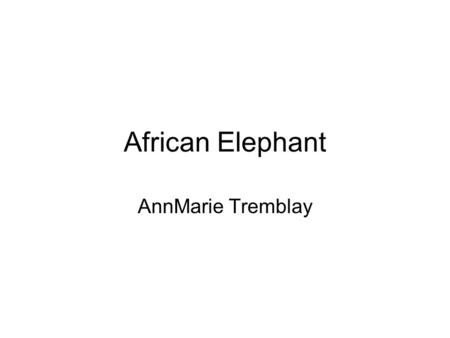 African Elephant AnnMarie Tremblay.