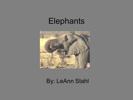 Elephants By: LeAnn Stahl. Interesting Facts There are 2 types of Elephants: The Asian & the African Elephant. Elephant’s trunks can get VERY heavy Elephants.