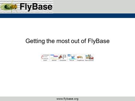 Www.flybase.org Getting the most out of FlyBase. www.flybase.org Tools –QuickSearch – Controlled Vocabularies, Term Reports and TermLink –QueryBuilder.