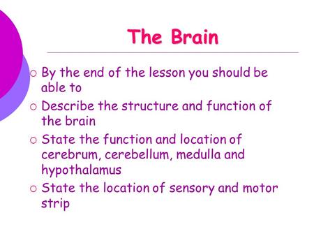 The Brain By the end of the lesson you should be able to