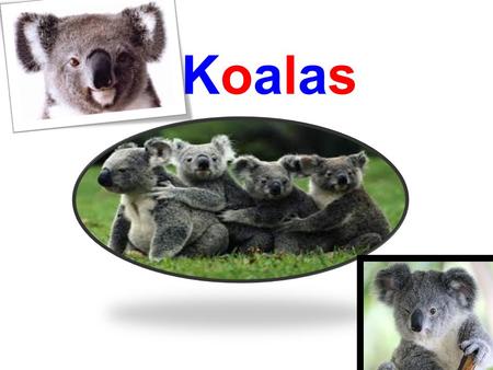 Koalas. Describing a koala The koala is a marsupial. Koalas also have grey fur and has large rounded ears. Koalas stay in Queensland blue gum, Tallow.