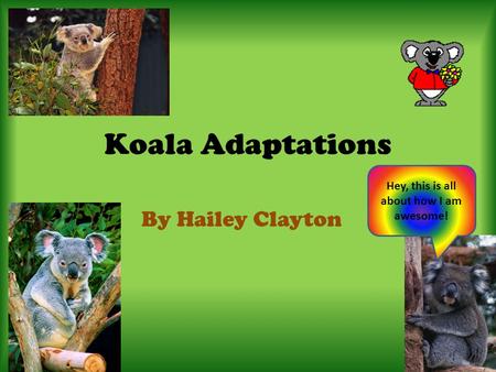 Koala Adaptations By Hailey Clayton Hey, this is all about how I am awesome!