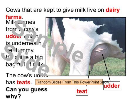 Cows that are kept to give milk live on dairy farms. Milk comes from a cow’s udder which is underneath her tummy. It’s a like a big bag full of milk. The.