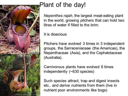Plant of the day! Nepenthes rajah, the largest meat-eating plant in the world, growing pitchers that can hold two litres of water if filled to the brim.