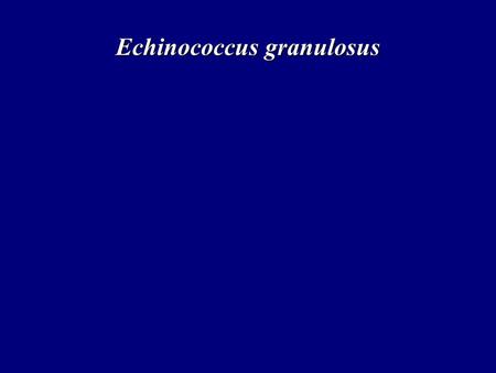 Echinococcus granulosus. Hydatid diseaseHydatid disease CosmopolitanCosmopolitan –Mediterranean countries –Russian federation –China –North and East Africa.