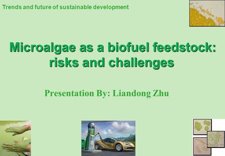 Microalgae as a biofuel feedstock: risks and challenges Presentation By: Liandong Zhu Trends and future of sustainable development.