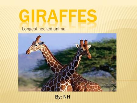 Giraffes Longest necked animal By: NH.