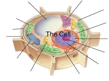 The Cell.