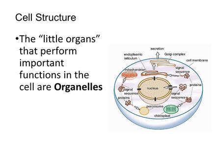 Cell Structure The “little organs” that perform important functions in the cell are Organelles.