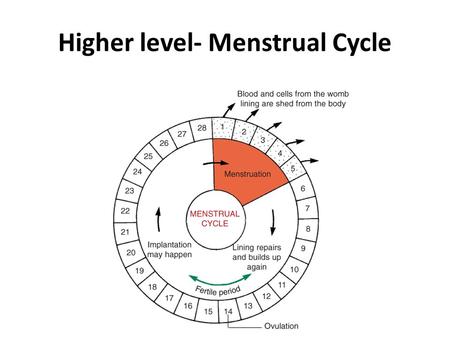 Higher level- Menstrual Cycle. Hormonal control in the menstrual cycle Four hormones involved: – FSH (Follicle Stimulating Hormone) – Oestrogen – LH (Luteinising.