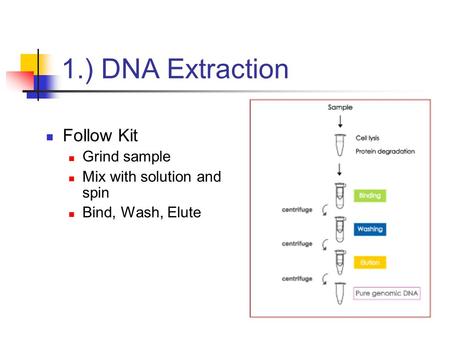 1.) DNA Extraction Follow Kit Grind sample Mix with solution and spin Bind, Wash, Elute.