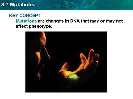 A mutation is a change in an organism’s DNA.
