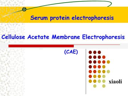 Cellulose Acetate Membrane Electrophoresis xiaoli Serum protein electrophoresis (CAE)