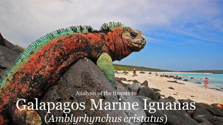 Galapagos Marine Iguanas (Amblyrhynchus cristatus) Analysis of the threats to.