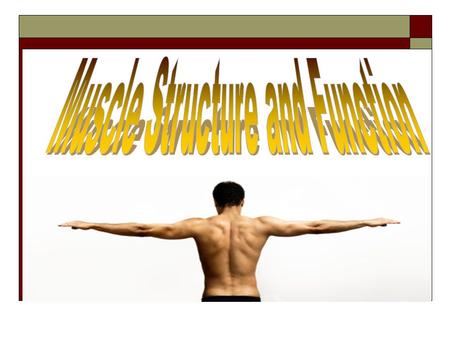 Types of Muscle  The human body is comprised of 324 muscles  Muscle makes up 30-35% (in women) and 42-47% (in men) of body mass. Three types of muscle: