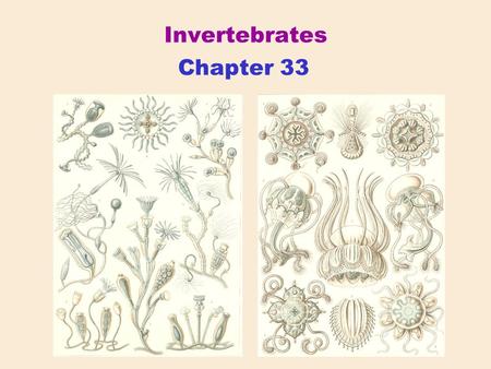 Invertebrates Chapter 33. Animal Origins Chlorophyta Plantae Ancestral eukaryote Rhodophyta Fungi Diplomonadida Parabasala Euglenozoa AlveolataStramenopila.