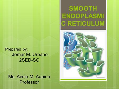 SMOOTH ENDOPLASMI C RETICULUM Prepared by: Jomar M. Urbano 2SED-SC Ms. Aimie M. Aquino Professor.