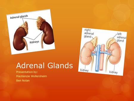 Adrenal Glands Presentation by: MacKenzie Wollersheim Ben Nolan.