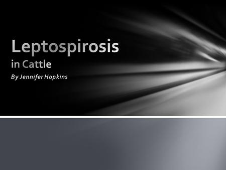 By Jennifer Hopkins. “Leptospirosis is a bacterial infection of animals that is responsible for significant economic loss in livestock, particularly through.