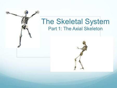 The Skeletal System Part 1: The Axial Skeleton