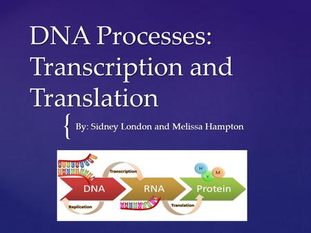 { DNA Processes: Transcription and Translation By: Sidney London and Melissa Hampton.