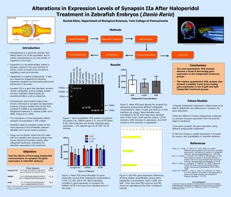 Alterations in Expression Levels of Synapsin IIa After Haloperidol Treatment in Zebrafish Embryos (Danio Rerio) Rachel Klein, Department of Biological.