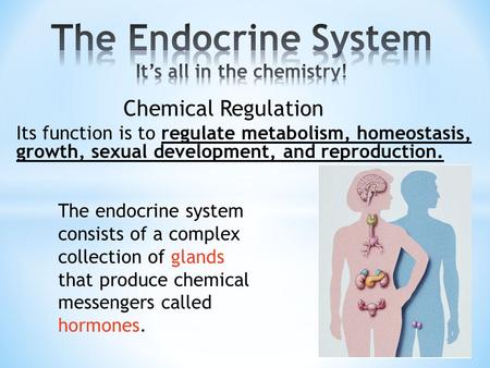 The endocrine system consists of a complex collection of glands that produce chemical messengers called hormones. Its function is to regulate metabolism,