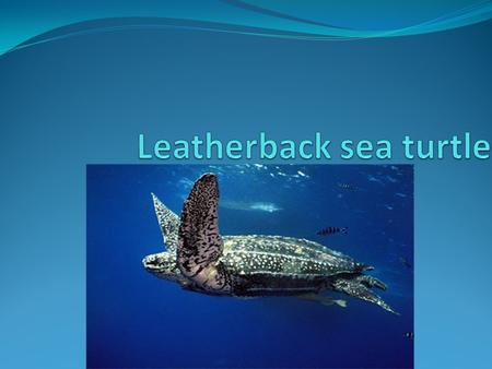 Fun facts Leatherback sea turtle is the largest turtle in the world. leatherback sea turtle shell is flexible and covered in thin layer of lathery skin.