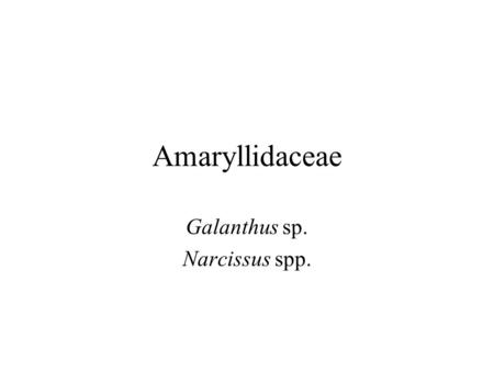 Amaryllidaceae Galanthus sp. Narcissus spp..