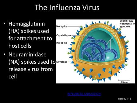 The Influenza Virus Hemagglutinin (HA) spikes used for attachment to host cells Neuraminidase (NA) spikes used to release virus from cell INFLUENZA ANIMATION.