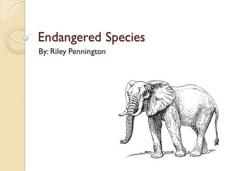 Endangered Species By: Riley Pennington. What is an endangered species? There are certain categories and stages of endangerment: Lower Risk, Threatened,