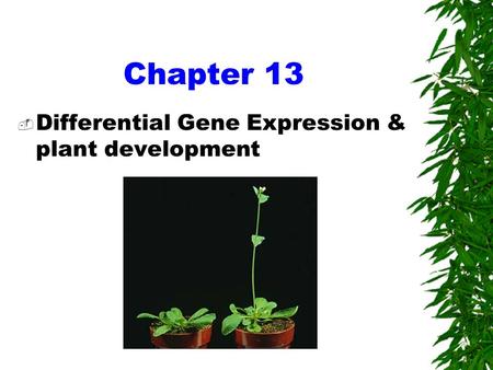 Chapter 13  Differential Gene Expression & plant development.