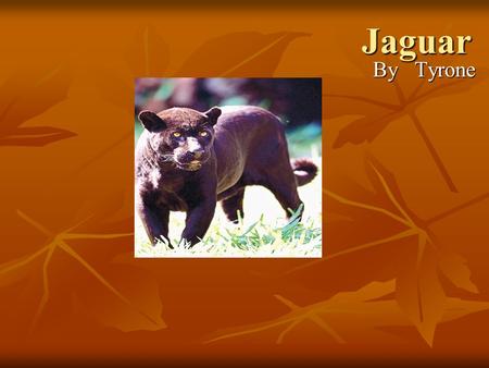 Jaguar By Tyrone.