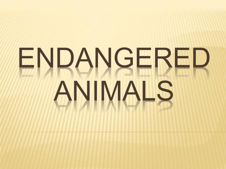 Endangered animals: species that are in danger of going extinct or destroyed.